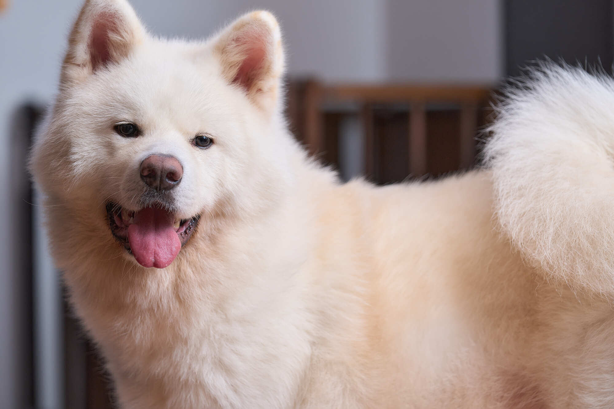 しっかりとしつけをし、秋田犬を最高のパートナーに